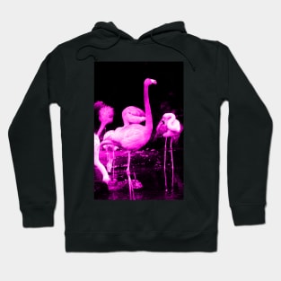 Hot Pink Flamingos Hoodie